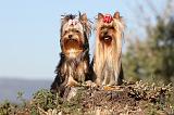 YORKSHIRE TERRIER 210